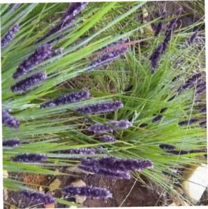 Rocky rabbit grass