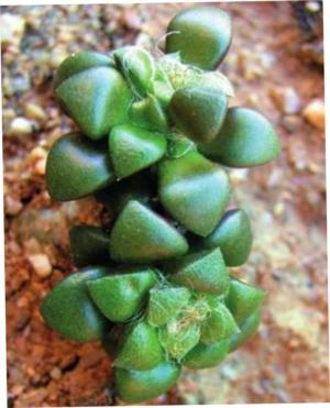 How to care for Sand rose - Complete Plant Care Guide | PlantSnap ...