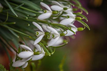 White spider flower