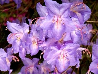 How to care for Augustinii azalea - Complete Plant Care Guide | PlantSnap -  Plantsnap - Identify Plants, Trees, Mushrooms With An App