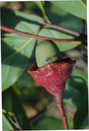 Large-leaved licaria