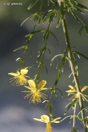 Hypericum