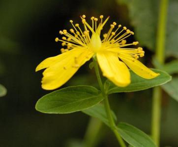 Moser's st. john's wort