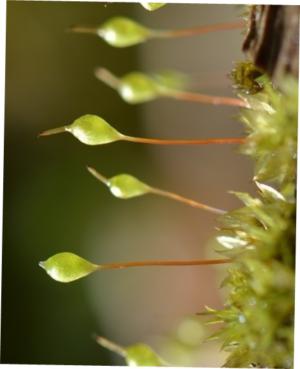 Varying-leaved splachnum