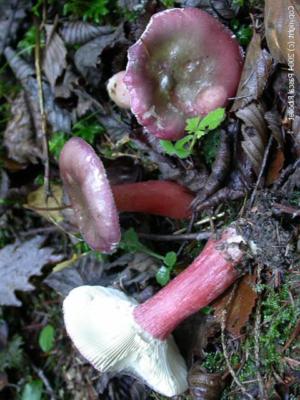 How to care for Dark russula - Complete Plant Care Guide | PlantSnap ...