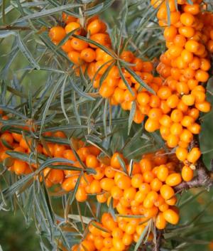 Sea buckthorn