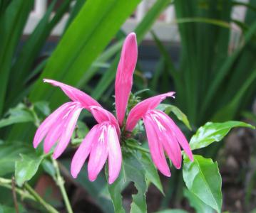 Golden leaf kersia