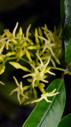 Anodendron