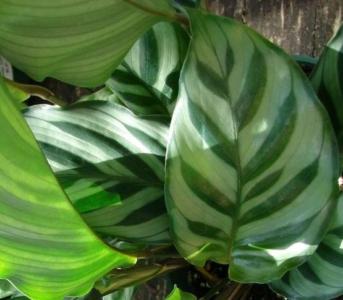 How to care for Prayer plant - Complete Plant Care Guide | PlantSnap -  Plantsnap - Identify Plants, Trees, Mushrooms With An App