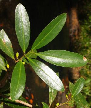 Coomacka Tree How to care for Coca tree - Complete Plant Care Guide | PlantSnap ...