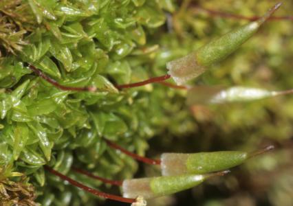 Frosted notch-cap moss