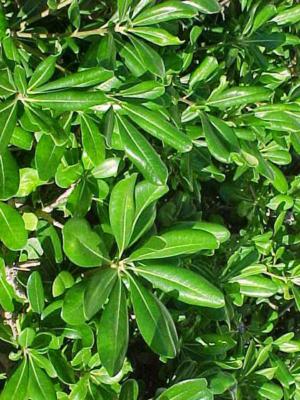 Rusty pittosporum