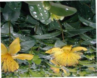 Pine-leaved st. john's wort