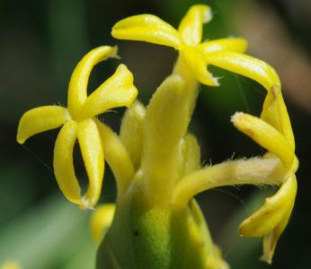 Socotra gnidia