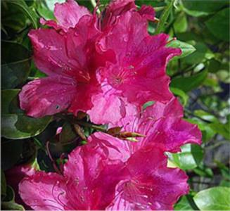 Pale azalea