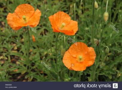 Atlas poppy