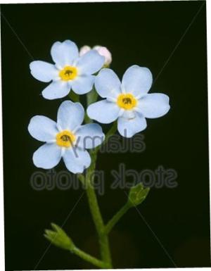 Broadleaf forget-me-not