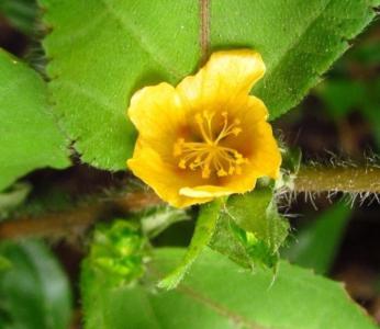 Broomweed