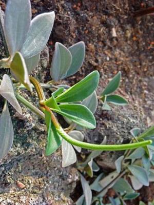 Tanaman Radiator How to care for Radiator plant - Complete Plant Care Guide | PlantSnap ...