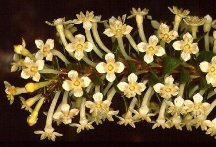 Knob-flowered daphne