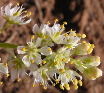 Death camas