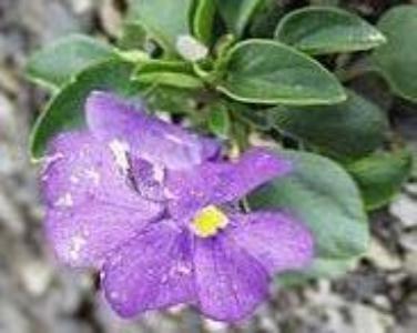 Eggleston's violet