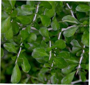 Erlanger's balsam