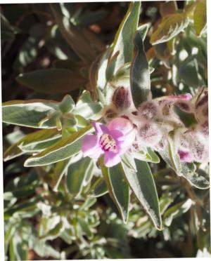 Sandstone boronia