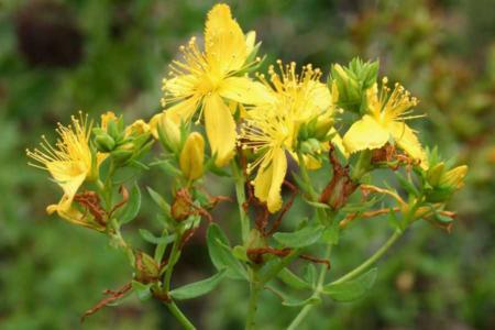 Dwarf st. john's wort