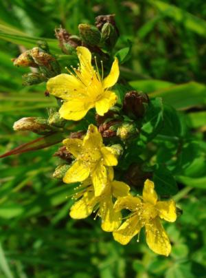 Choji suzuki's st. john’s wort