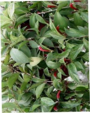 Smallflowered hybanthus