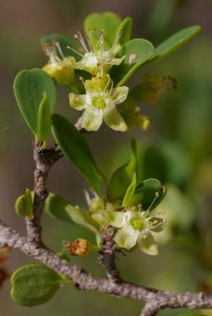 David's erythroxylum