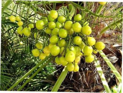 Brazilian needle palm