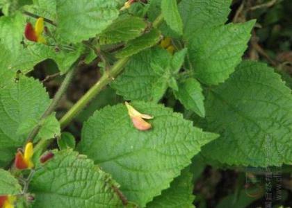Esquirol's mint