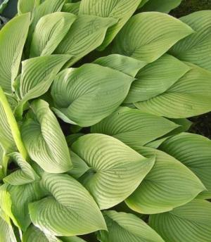 Plantain lily