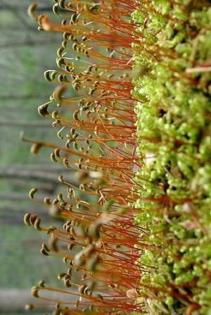 Curved feather moss