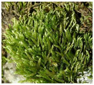 Leucodon moss