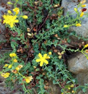 Byzantine st. john's wort