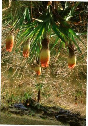 Red-hot poker (Kniphofia triangularis obtusiloba) - Image 1 of 10