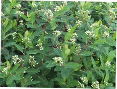 Indian hemp