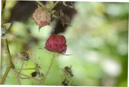 Arctic butterflybush