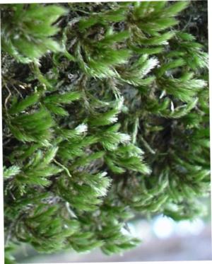 Distant-leaved forsstroemia moss