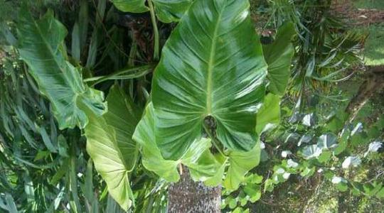 aralia false plant Galaxy False Aralia ( Aralia elegantissima ) - Live Arrival Guarantee
