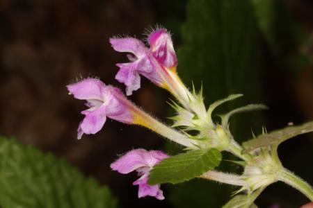 Caucasian thyme