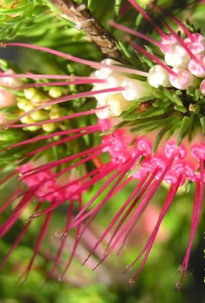 Clustered darwinia