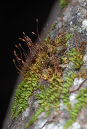 Transparent macromitrium moss