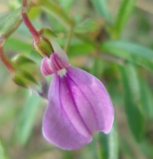 Nyassa violet