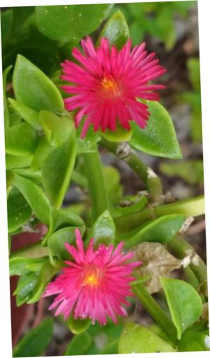How to care for Heartleaf ice plant - Complete Plant Care Guide | PlantSnap  - Plantsnap - Identify Plants, Trees, Mushrooms With An App
