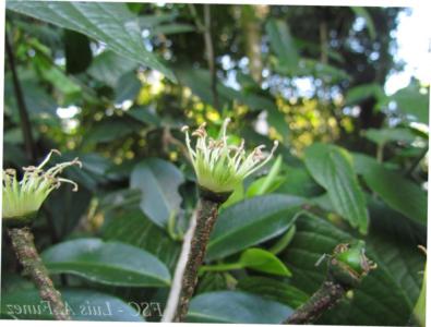 Brazilian wildwood