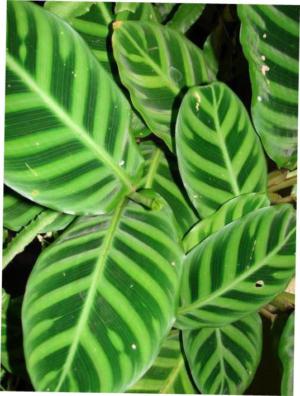 Velvet calathea (Goeppertia velutina) - Image 1 of 10